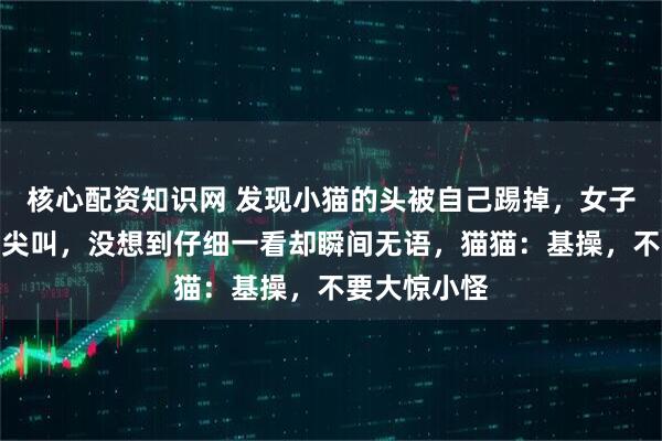 核心配资知识网 发现小猫的头被自己踢掉，女子被吓到疯狂尖叫，没想到仔细一看却瞬间无语，猫猫：基操，不要大惊小怪